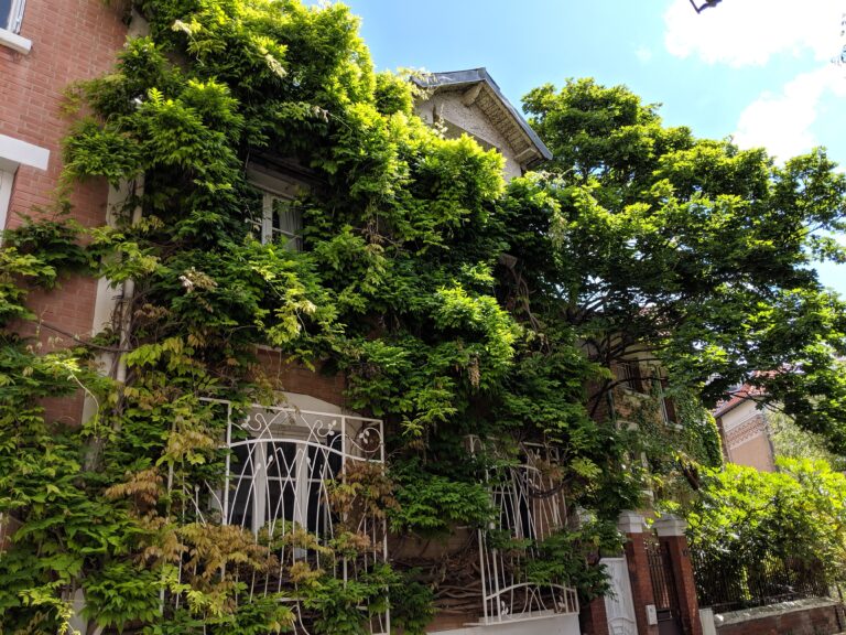 Plante grimpante sur maison individuelle